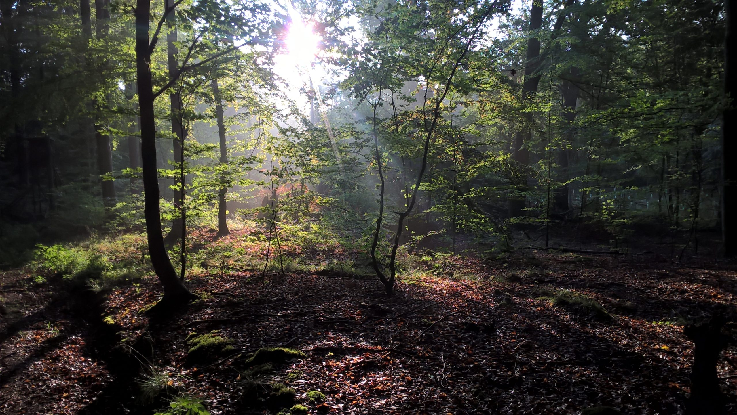 Sonnenlicht im Wald